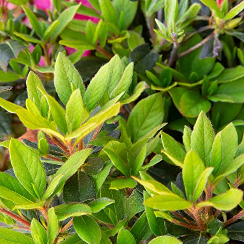 Autumn Sangria Azalea Pink Flowering Shrub Outdoor Plant N116563