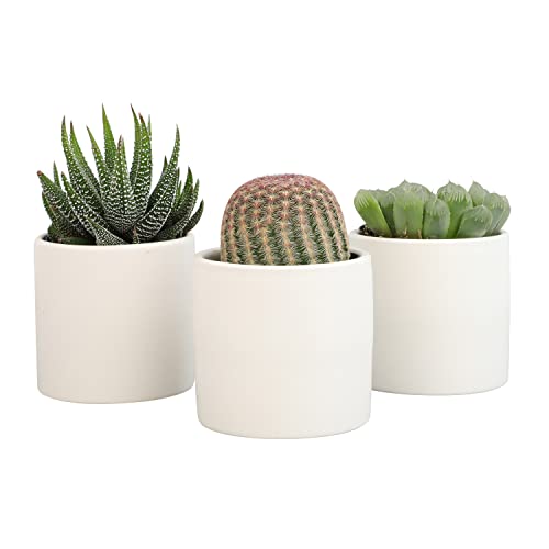 Succulent Plants in Pot Set (3 Pack), Indoor Cactus Houseplants C29242