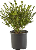 Ilex Compacta Holly, 2.25 Gal