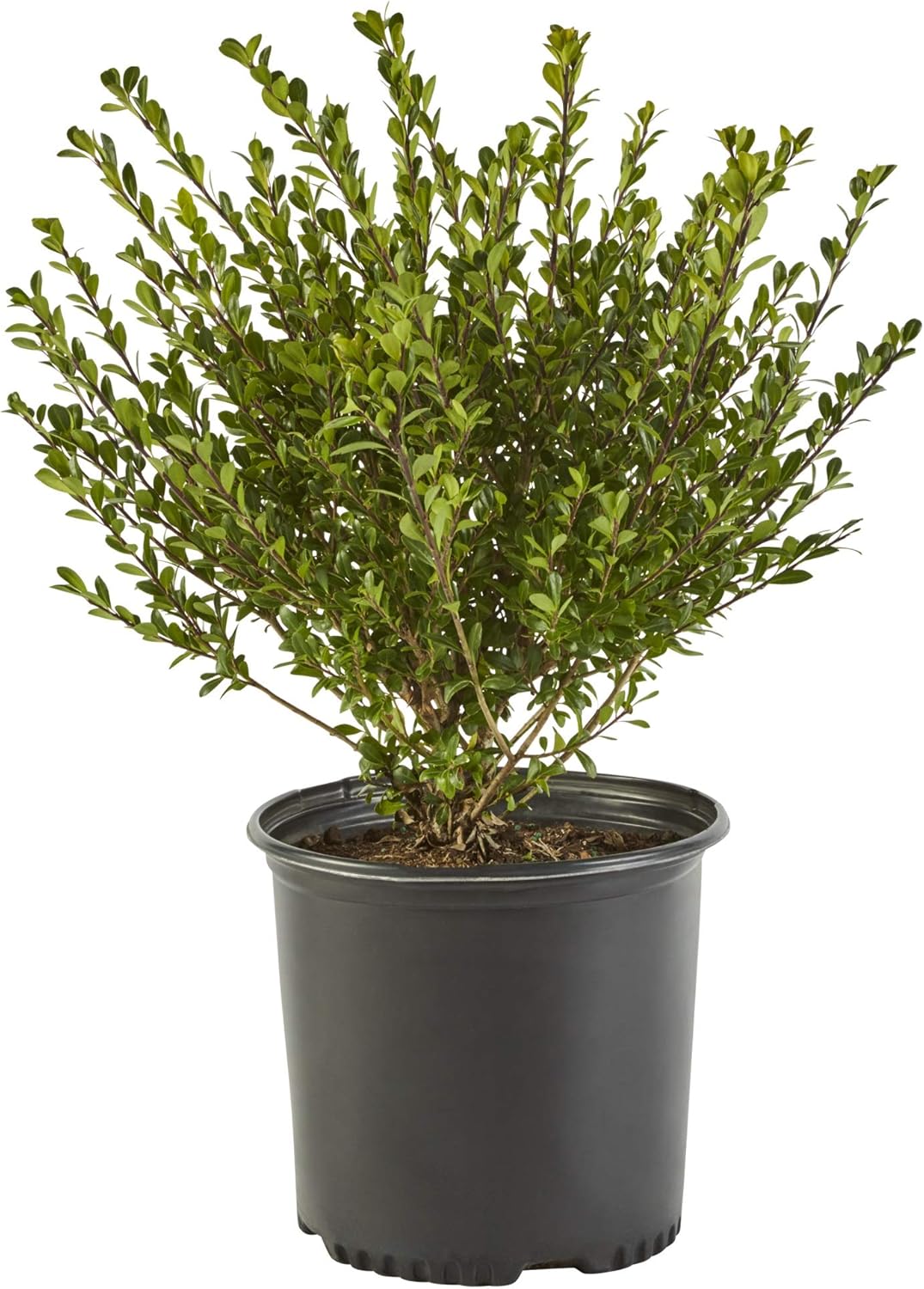 Ilex Compacta Holly, 2.25 Gal