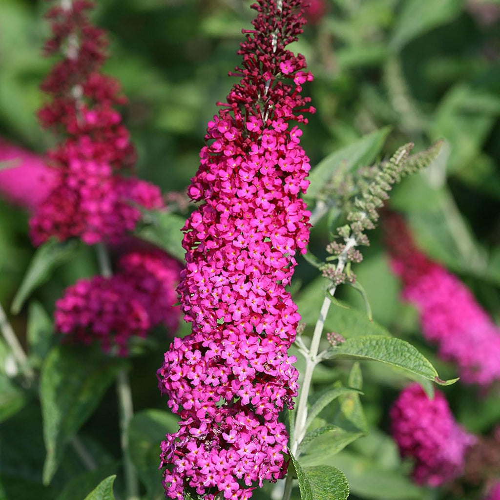 Pink and Red Buddleia 2 Gal Y54201