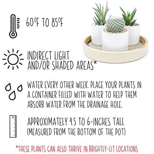 Succulent Plants in Pot Set (3 Pack), Indoor Cactus Houseplants C29242