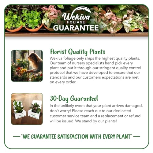 Cherry Parfait Rose Bush - Live Starter Plant in 2 Inch Pot B782435