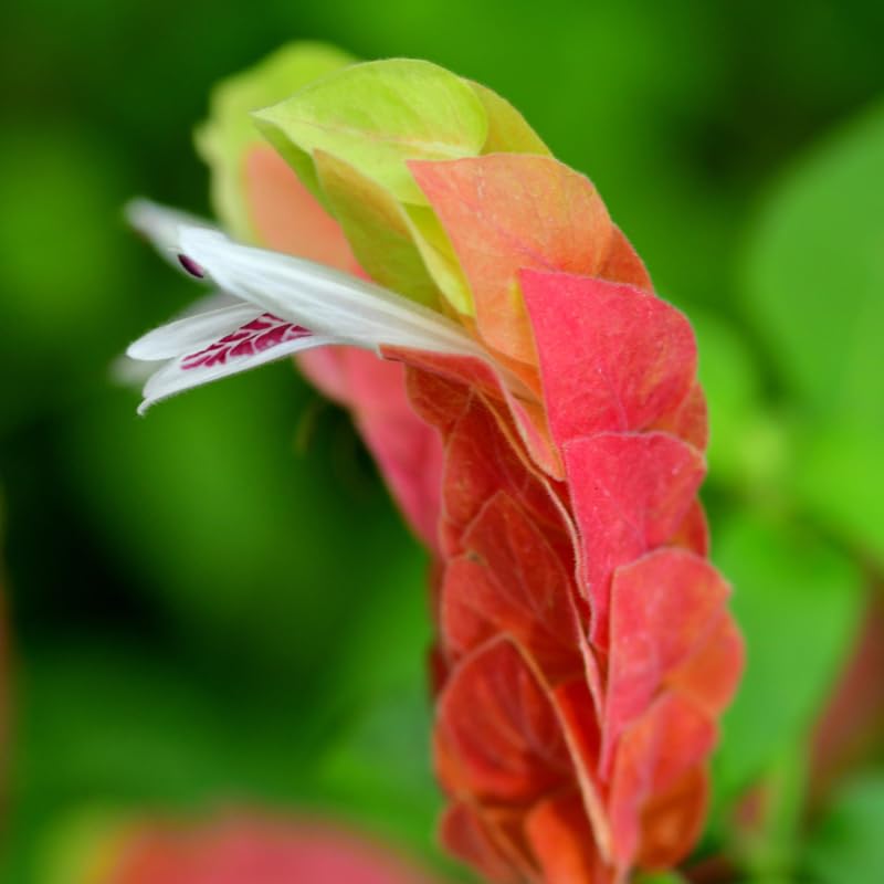 2 Shrimp Live Plants, Yellow Shrimp Plant Live, Justica Brandegeana Plant from 5 Inches Tall Seedling, Ready to Plant, 2 Plants, Live Shrimp Plants