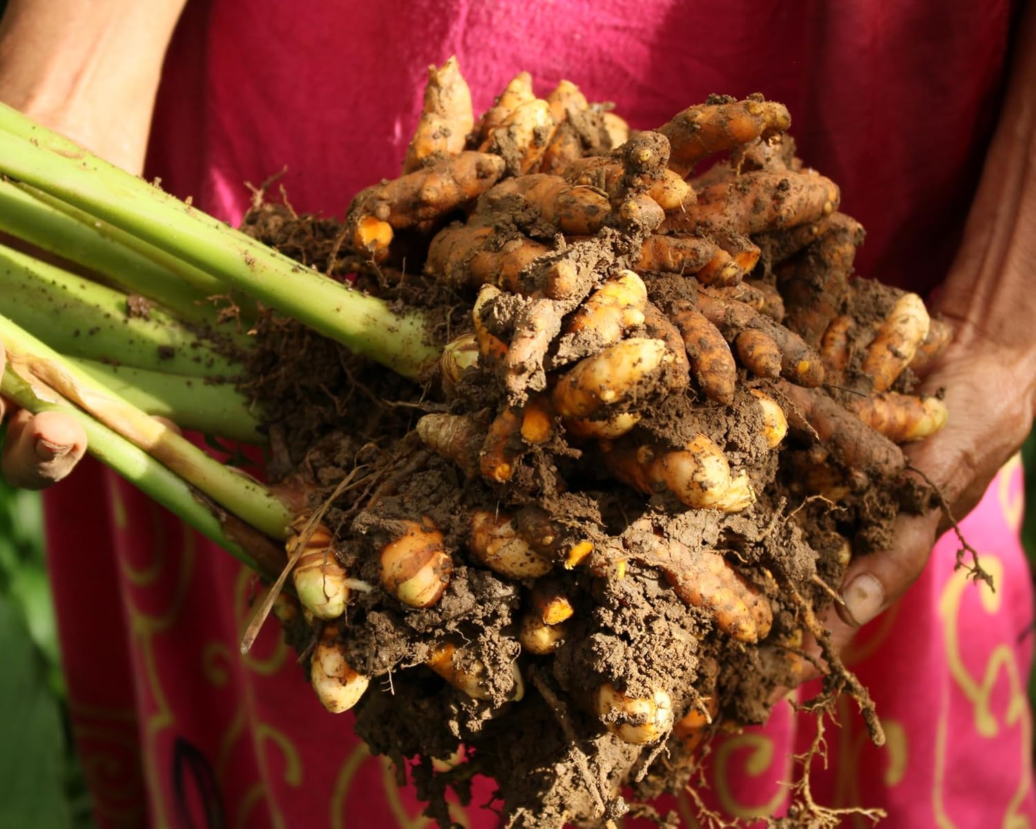Turmeric Roots for Planting, 1 lb Raw Rhizomes N715330