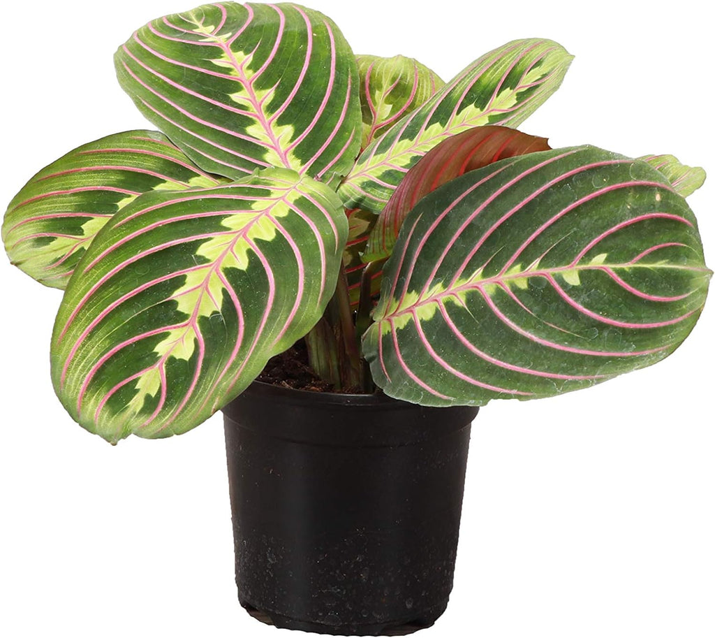 Thorsen's Greenhouse Red Maranta, Live Indoor Plant, Prayer Plant, Plastic Nursery Pot, 4" Diameter