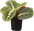 Thorsen's Greenhouse Red Maranta, Live Indoor Plant, Prayer Plant, Plastic Nursery Pot, 4" Diameter
