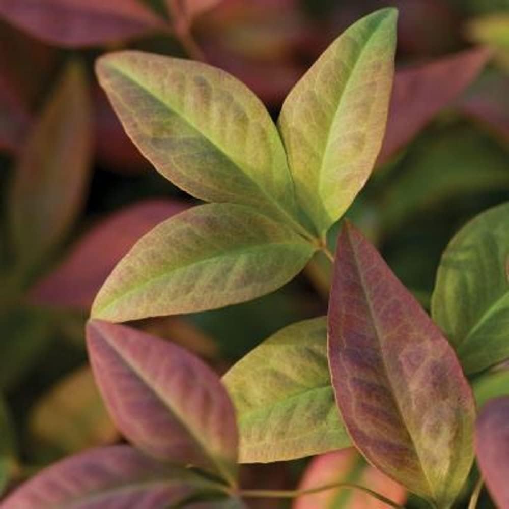 Blush Pink Nandina Evergreen Shrub, Full Sun Live Plant Q774
