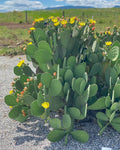 Creation Cultivated - Live "Spineless Prickly Pear Cactus" - Opuntia cacanapa "Ellisiana" (1 PAD Cutting) / Winter Hardy Cactus - USDA Zone 6 / Unrooted Freshly Cut Cactus Pads / Tortoise Food