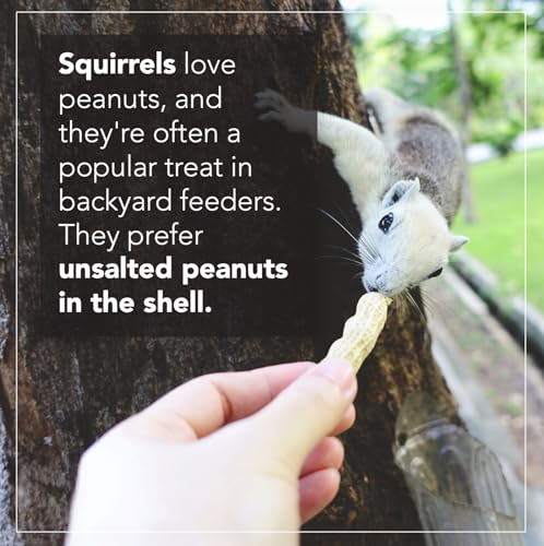 Raw Peanuts for Wildlife, 12 LB Pail X231042