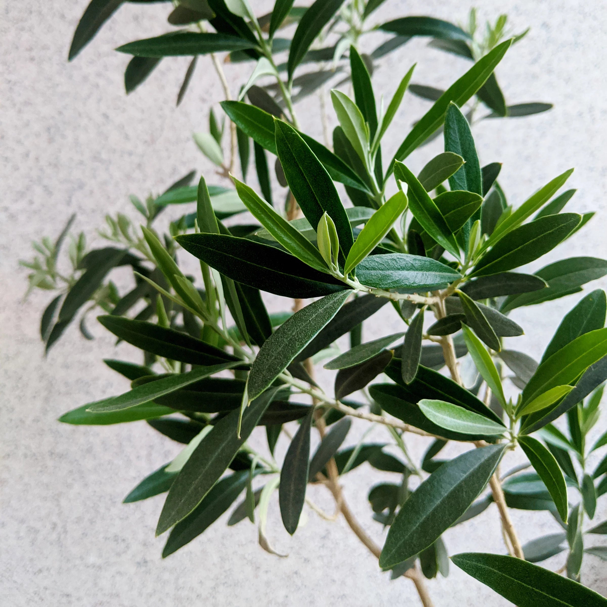 Live Olive Tree in Grower Container V887083