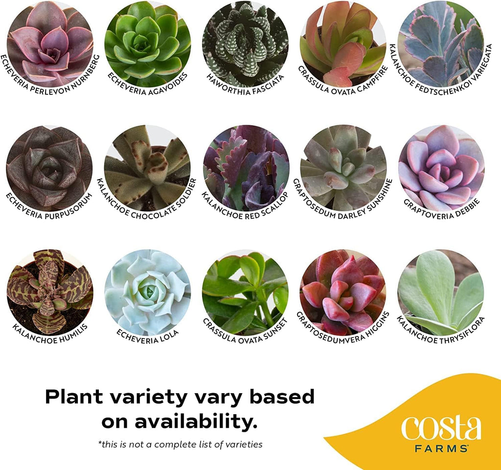 Succulent Plants (18-Pack) with Pots and Soil L722138