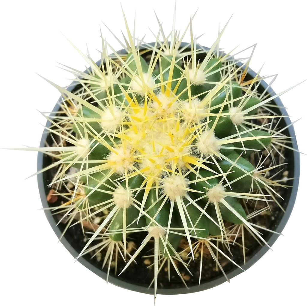 Golden Barrel Cactus 2 inch Assorted Live Succulent Plant Fully Rooted I20983