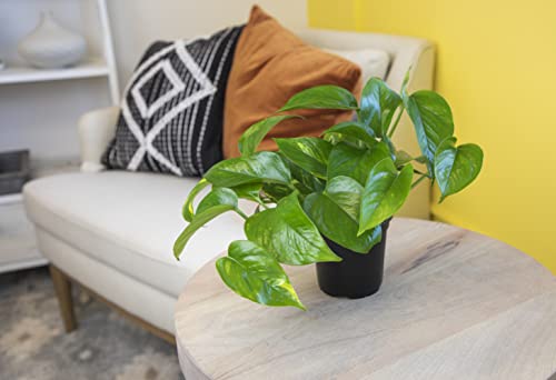 Live Pothos Plants 4PK Indoor Houseplants I57081