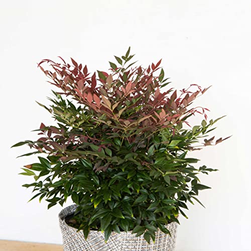 Multicolor Evergreen Shrub with Red Foliage, Live Outdoor Plant V79970