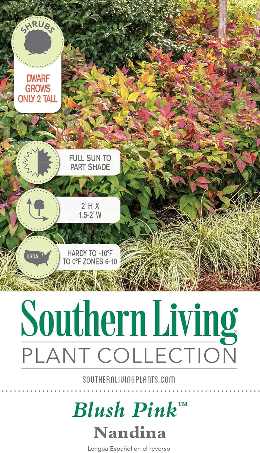 Blush Pink Nandina Evergreen Shrub, Full Sun Live Plant Q774