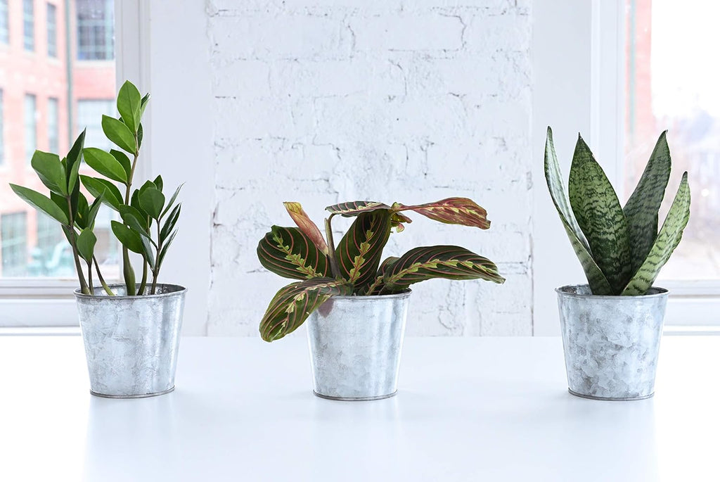 Red Maranta Live Indoor Plant in 4" Nursery Pot X759367