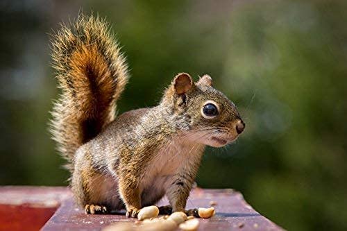 Extra Large Virginia Peanuts for Animals, 25 LBS C6196