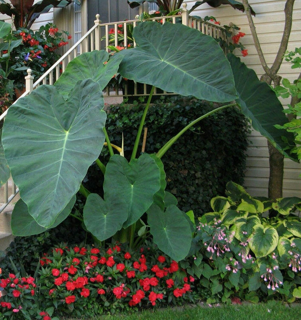 Colocasia gigantea Thailand Giant Elephant Ear Bulbs F190
