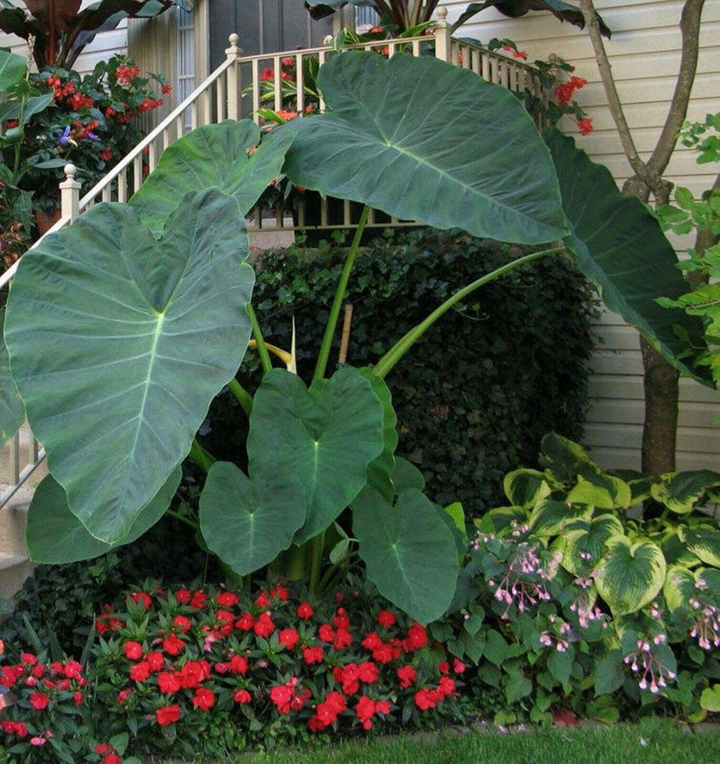 Colocasia gigantea Thailand Giant Elephant Ear Bulbs F190
