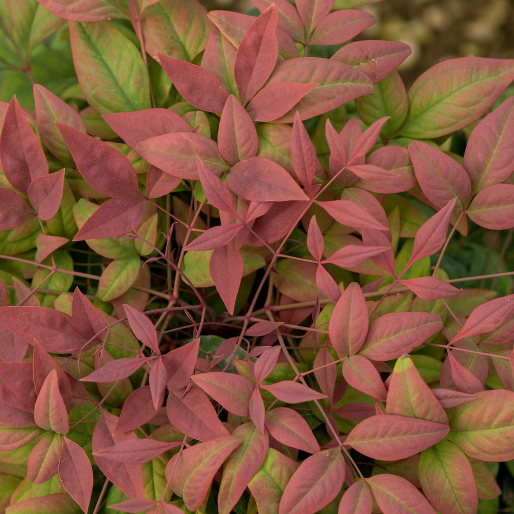 Blush Pink Nandina Evergreen Shrub, Full Sun Live Plant Q774