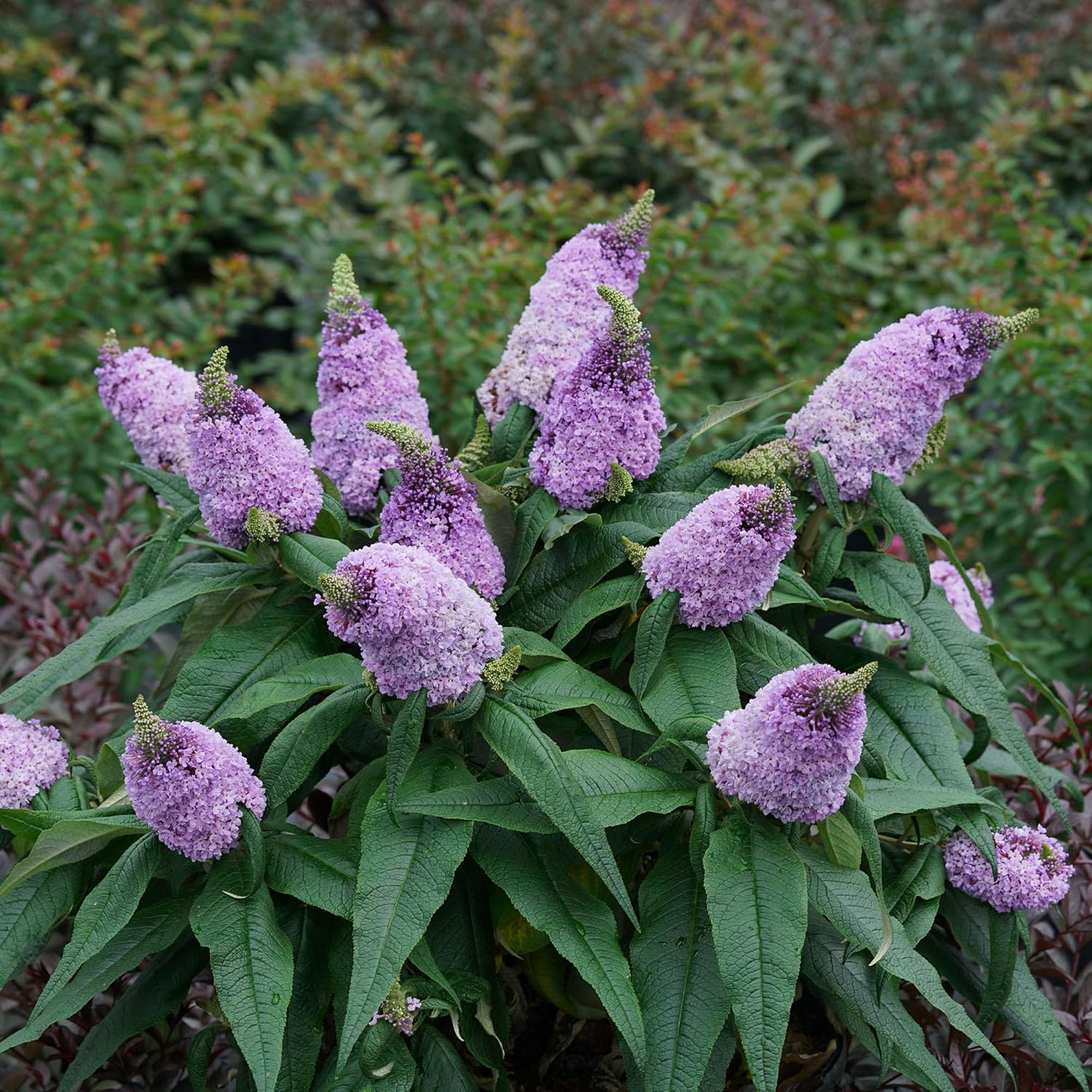 Purple Buddleia Butterfly Bush, 2 Gallon W247190