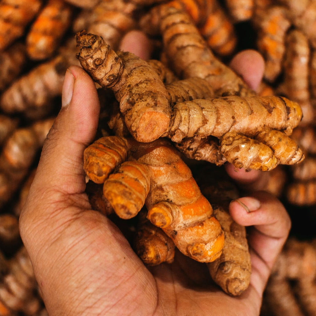 Fresh Turmeric Roots for Planting, Raw Yellow Turmeric Rhizomes A8591