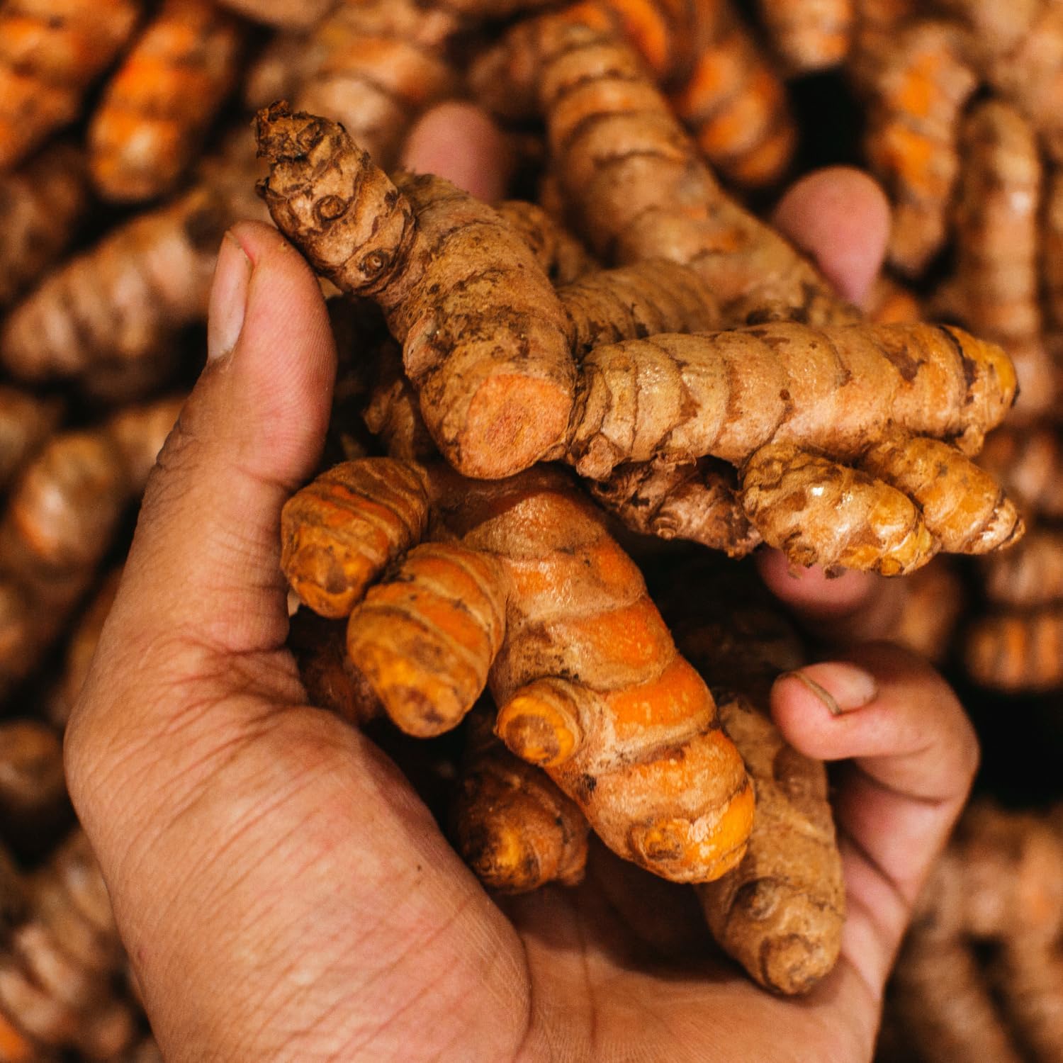 Fresh Turmeric Roots for Planting, Raw Yellow Turmeric Rhizomes A8591