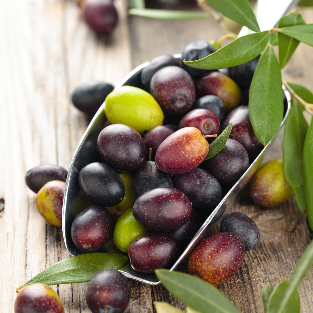 Live Olive Tree in Grower Container V887083