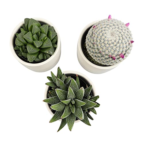 Succulent Plants in Pot Set (3 Pack), Indoor Cactus Houseplants C29242