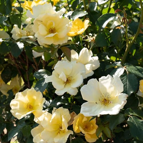 1 Gallon Rose Plant with Bright Yellow Flowers R98573