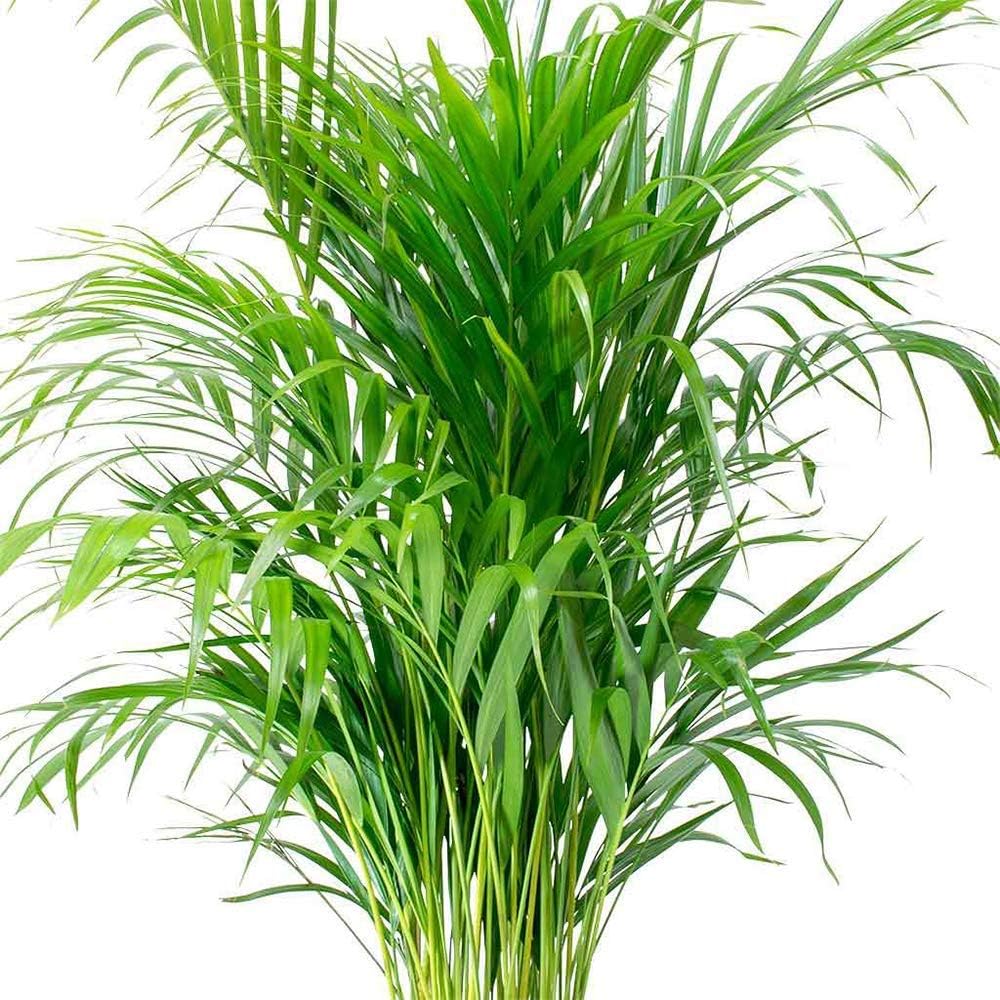 Areca Palm Live Plant, 6" Pot M73019