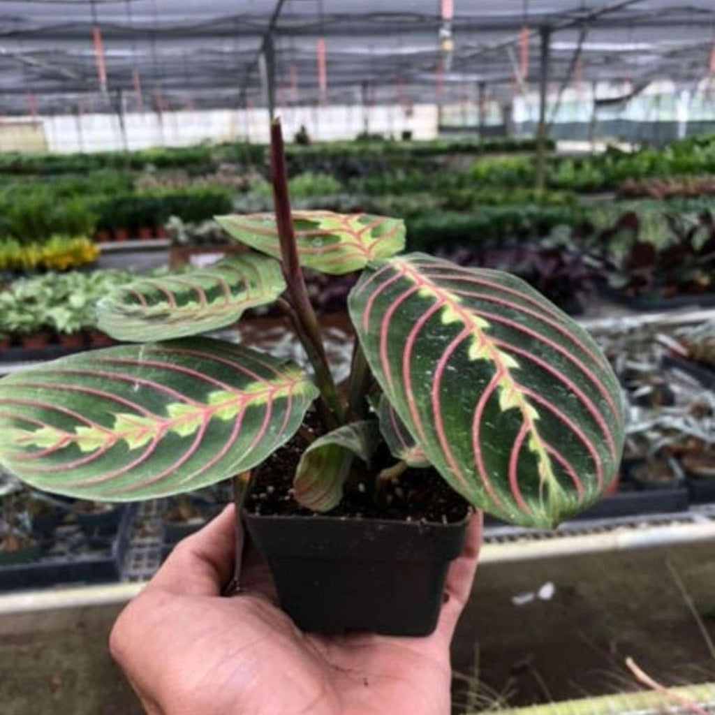Red Prayer Live Plant in 3" Pot for Indoor Decor I26667