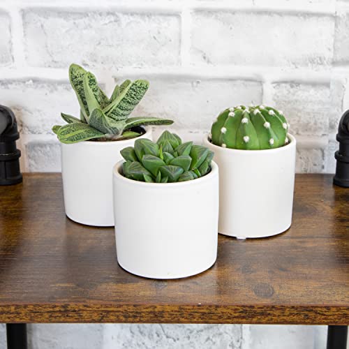 Succulent Plants in Pot Set (3 Pack), Indoor Cactus Houseplants C29242
