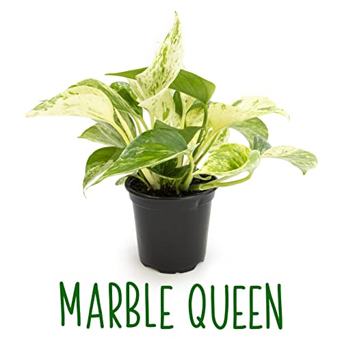 Live Pothos Plants 4PK Indoor Houseplants I57081