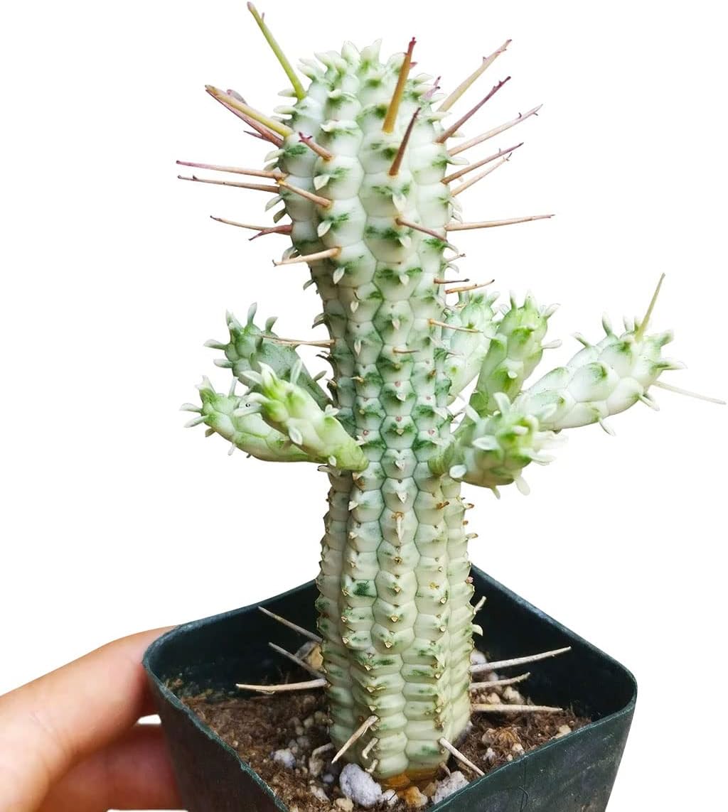 Live Cactus Plants Collection with Clay Pot D971