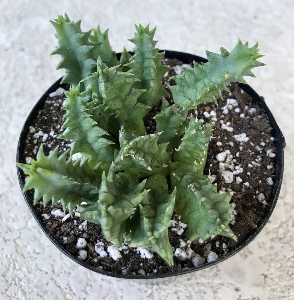 Cactus Succulent in 4 Inch Pot S2950