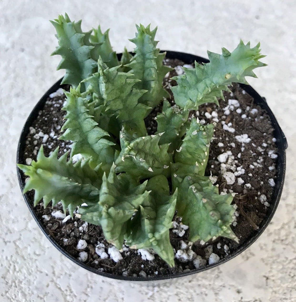 Cactus Succulent in 4 Inch Pot S2950