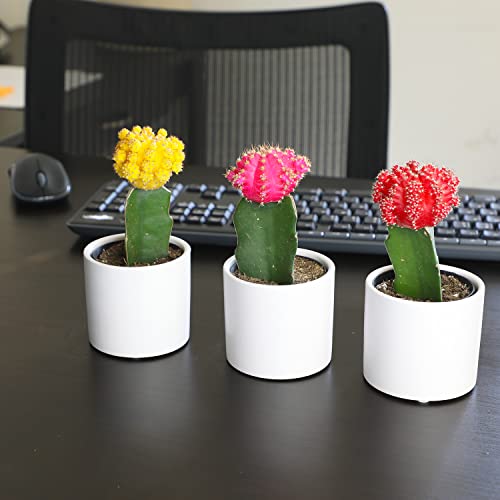 Grafted Cactus Plants in White Pots, 3 Pack O764