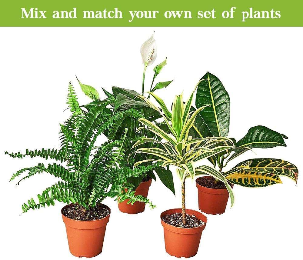 Red Prayer Live Plant in 3" Pot for Indoor Decor I26667