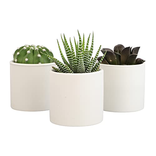 Succulent Plants in Pot Set (3 Pack), Indoor Cactus Houseplants C29242
