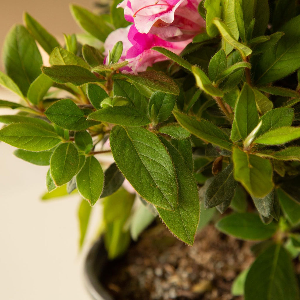 Autumn Twist Azalea Pink Flowering Shrub Outdoor Plant C672858