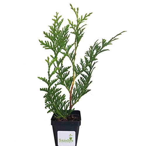 Thuja Evergreen Shrub, Green Giant Arborvitae, Quart Pot