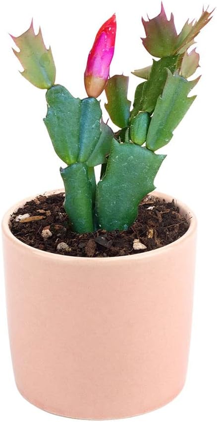 Live Cactus Plants Collection, 2 Inch, Hand Selected for Home Decor S355