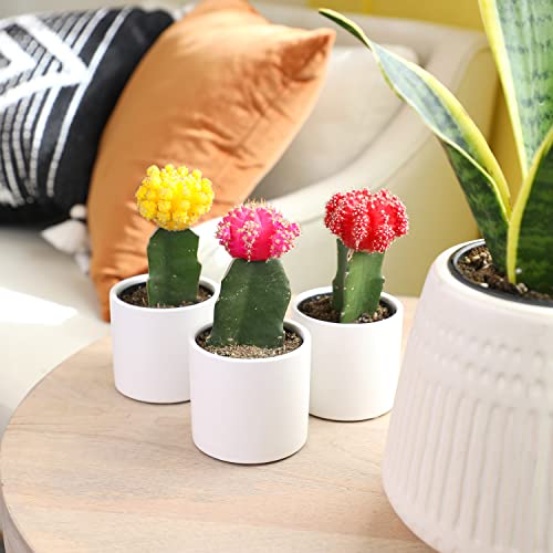 Grafted Cactus Plants in White Pots, 3 Pack O764