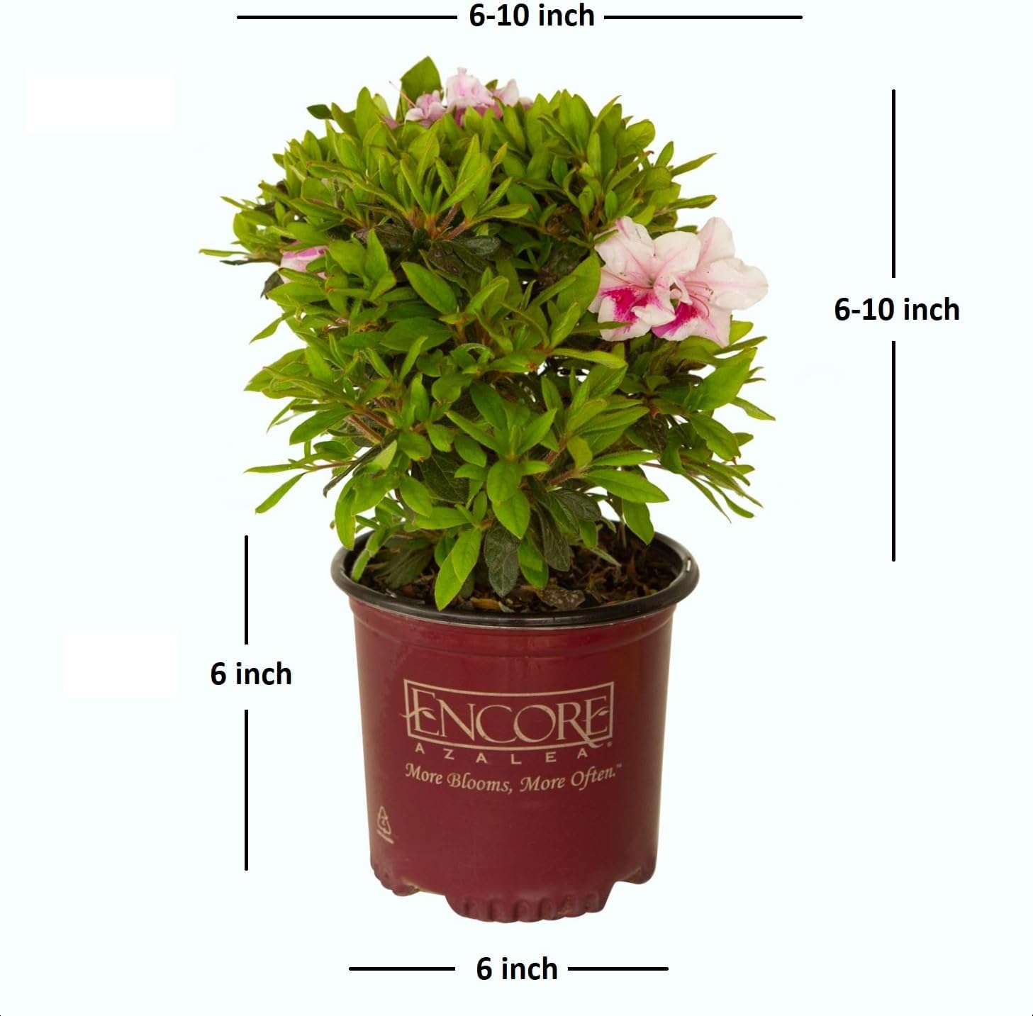 Autumn Twist Azalea Pink Flowering Shrub Outdoor Plant C672858