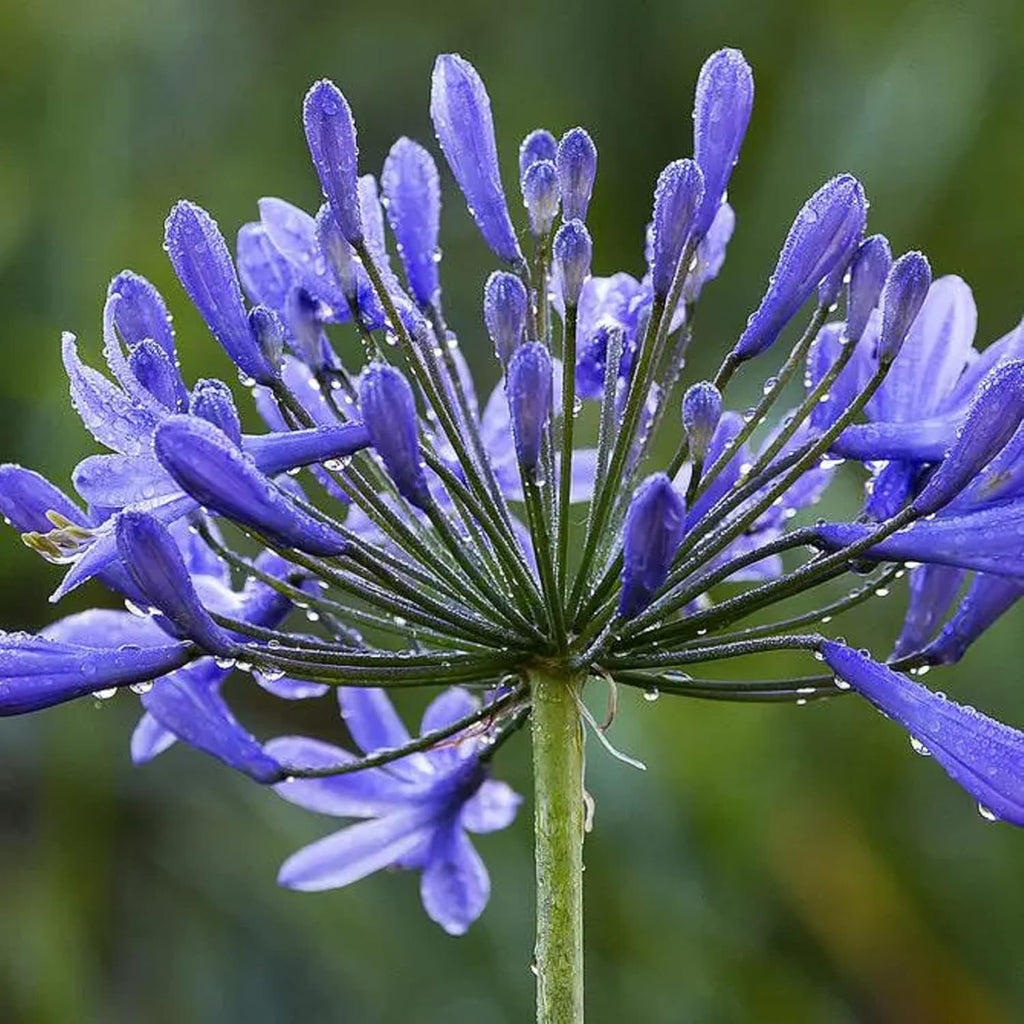 African Lily 20 Seeds Blue Flower V11247