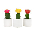 Grafted Cactus Plants Live in White Plant Pots (3 PK), Live Cactus Plant in Cactus Soil Potting Mix, Live Mini Cactus Succulents Plants Live Cacti, Cactus Pots with Live Succulents by Plants for Pets