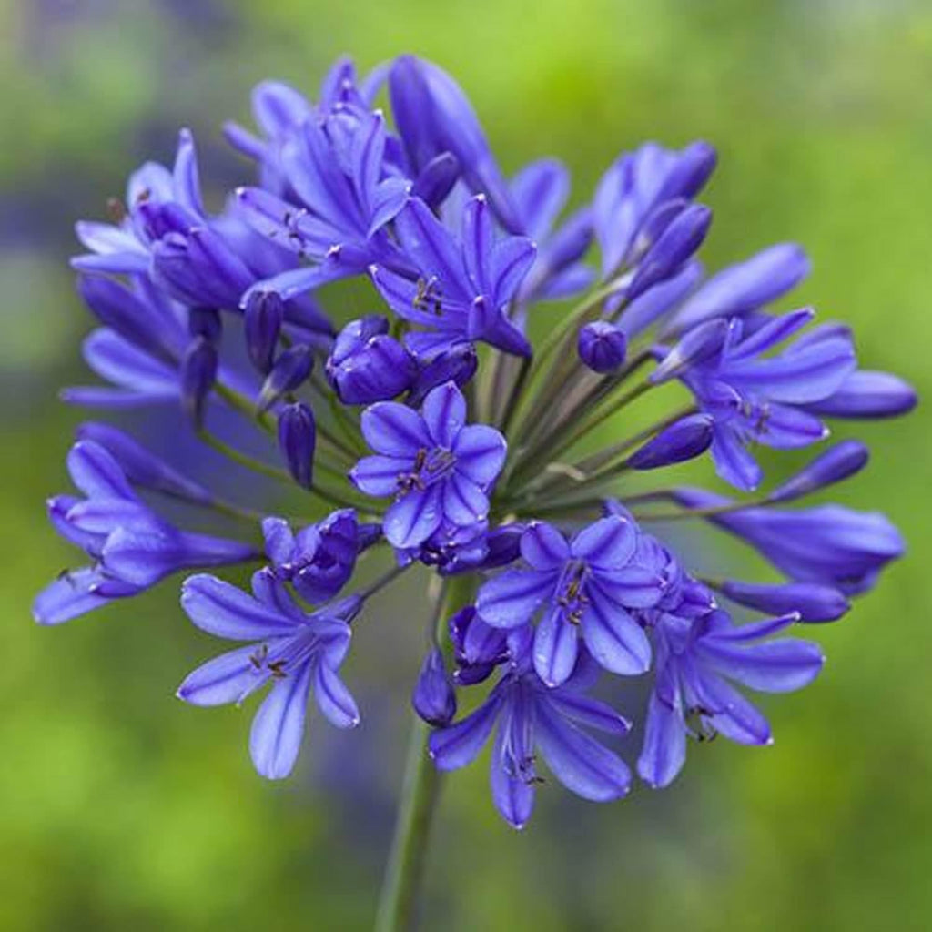 African Lily 20 Seeds Blue Flower V11247