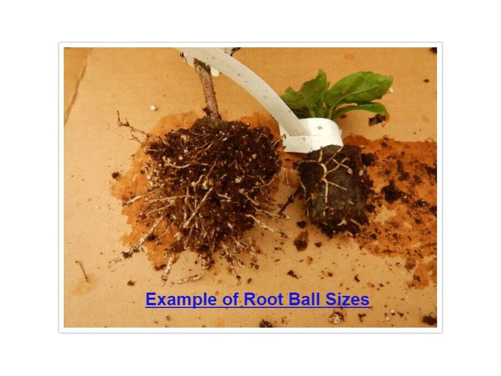 Rooted Tropical Hibiscus Plant P38863